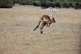Canguro al Kelly Hill Conservation Park
